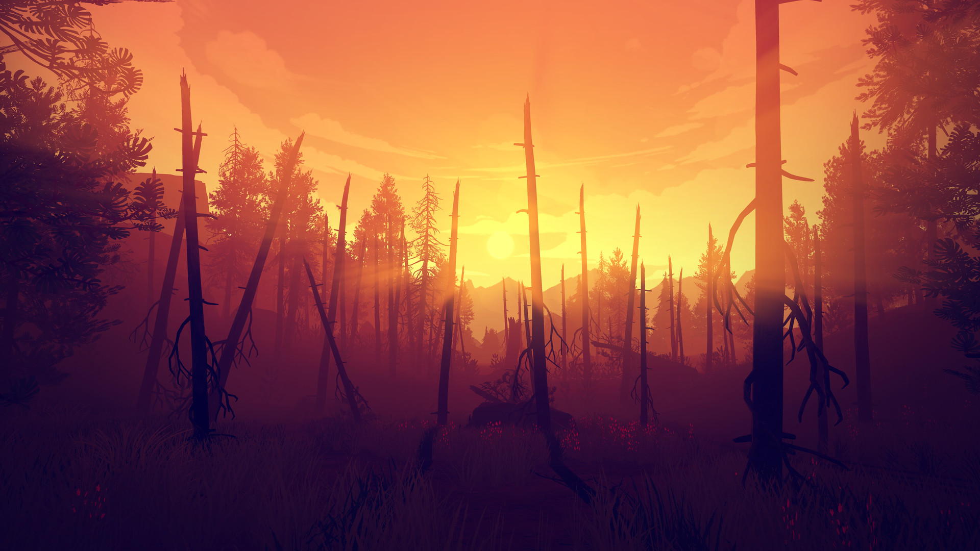Sunset fills a forest of tall pines and bare trunks.