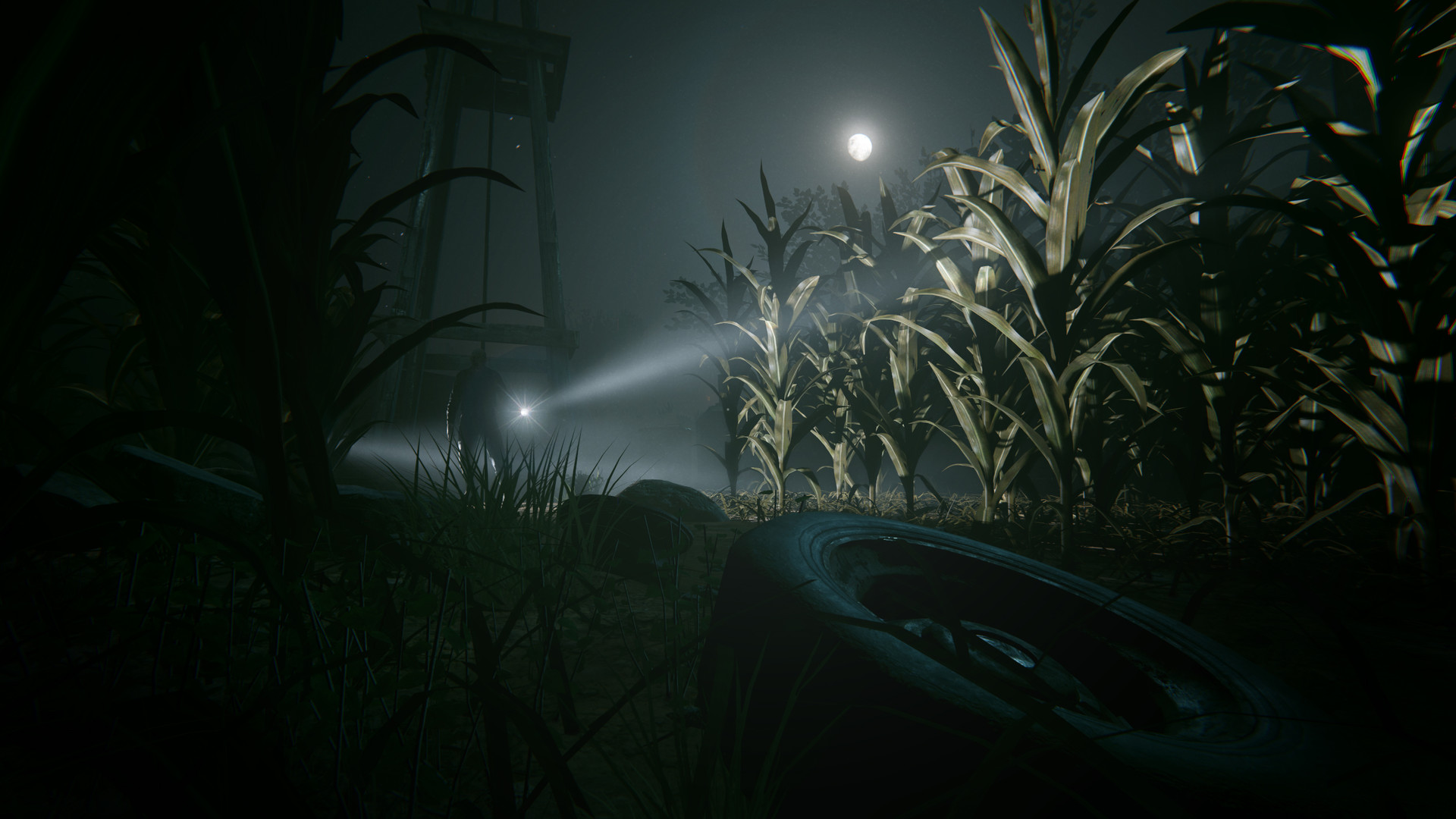 A cornfield stretches toward lights in the night.
